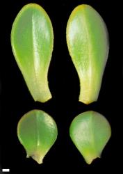 Veronica macrocalyx. Leaf surfaces, adaxial (left) and abaxial (right); V. macrocalyx var. macrocalyx (above) and var. humilis (below). Scale = 1 mm.
 Image: W.M. Malcolm © Te Papa CC-BY-NC 3.0 NZ